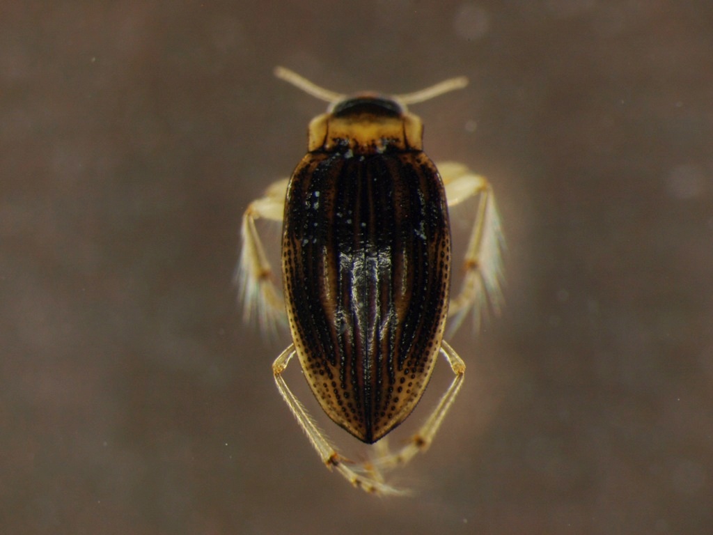 Brychius elevatus 2